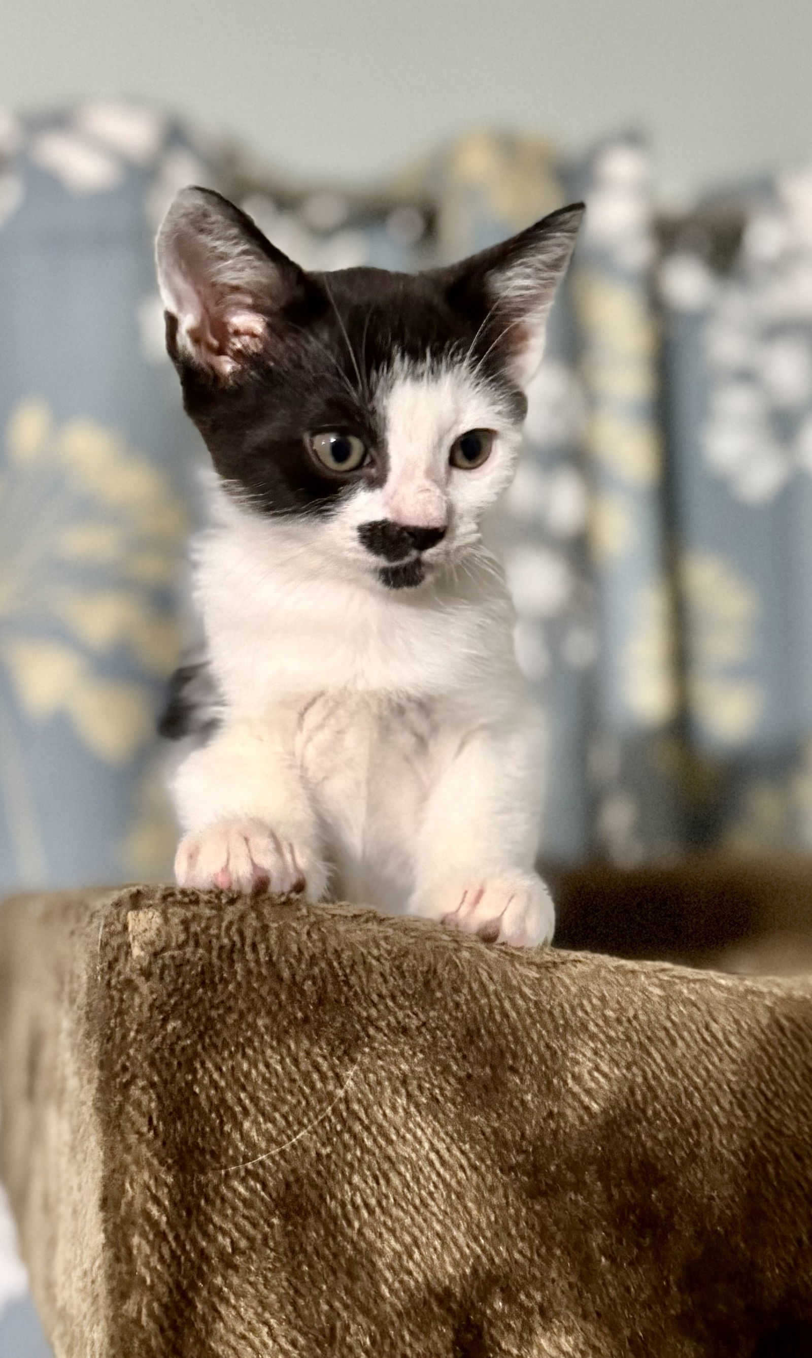 Raven Paw (kitten)