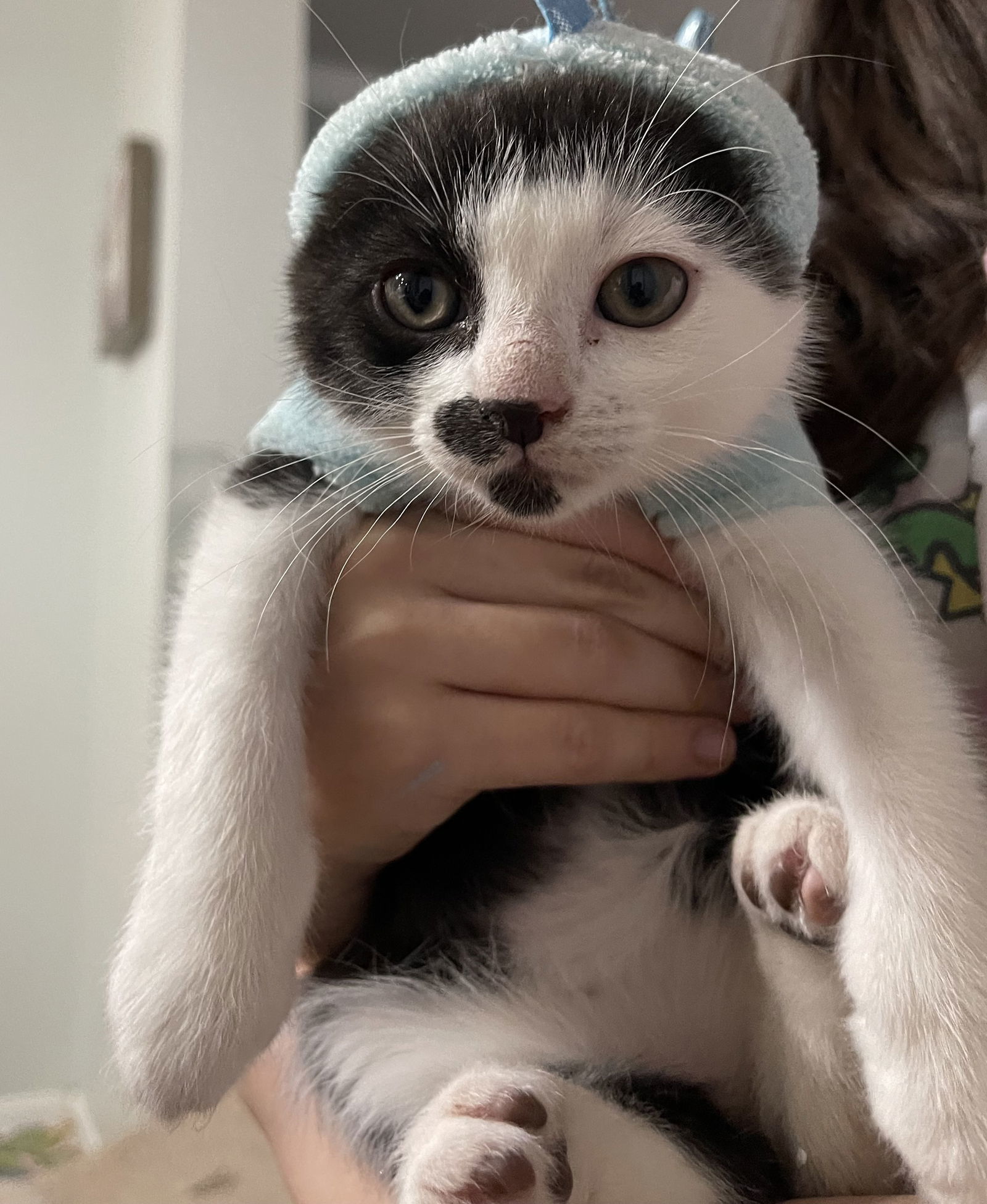 Raven Paw (kitten)
