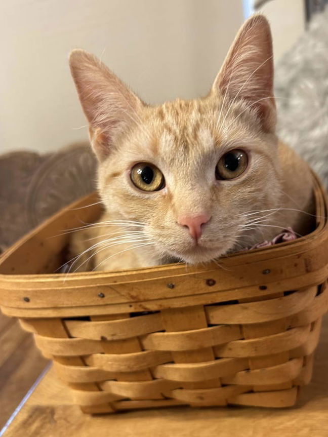 Copper