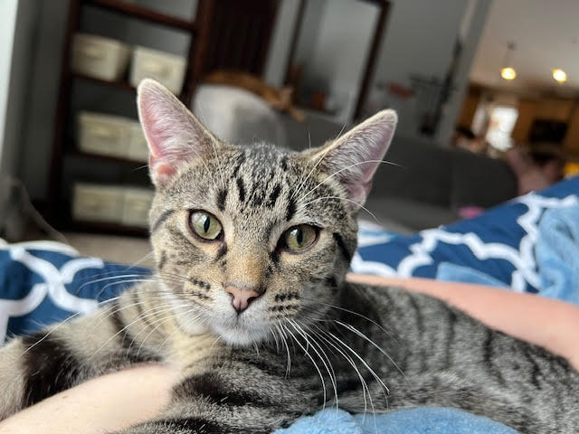 Biscuit