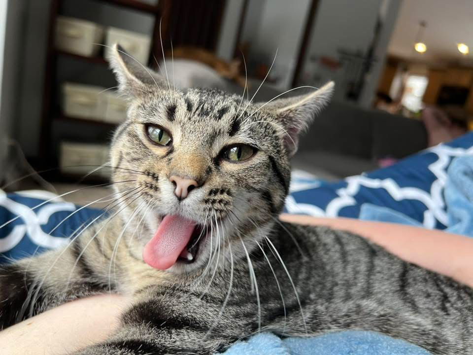 Biscuit