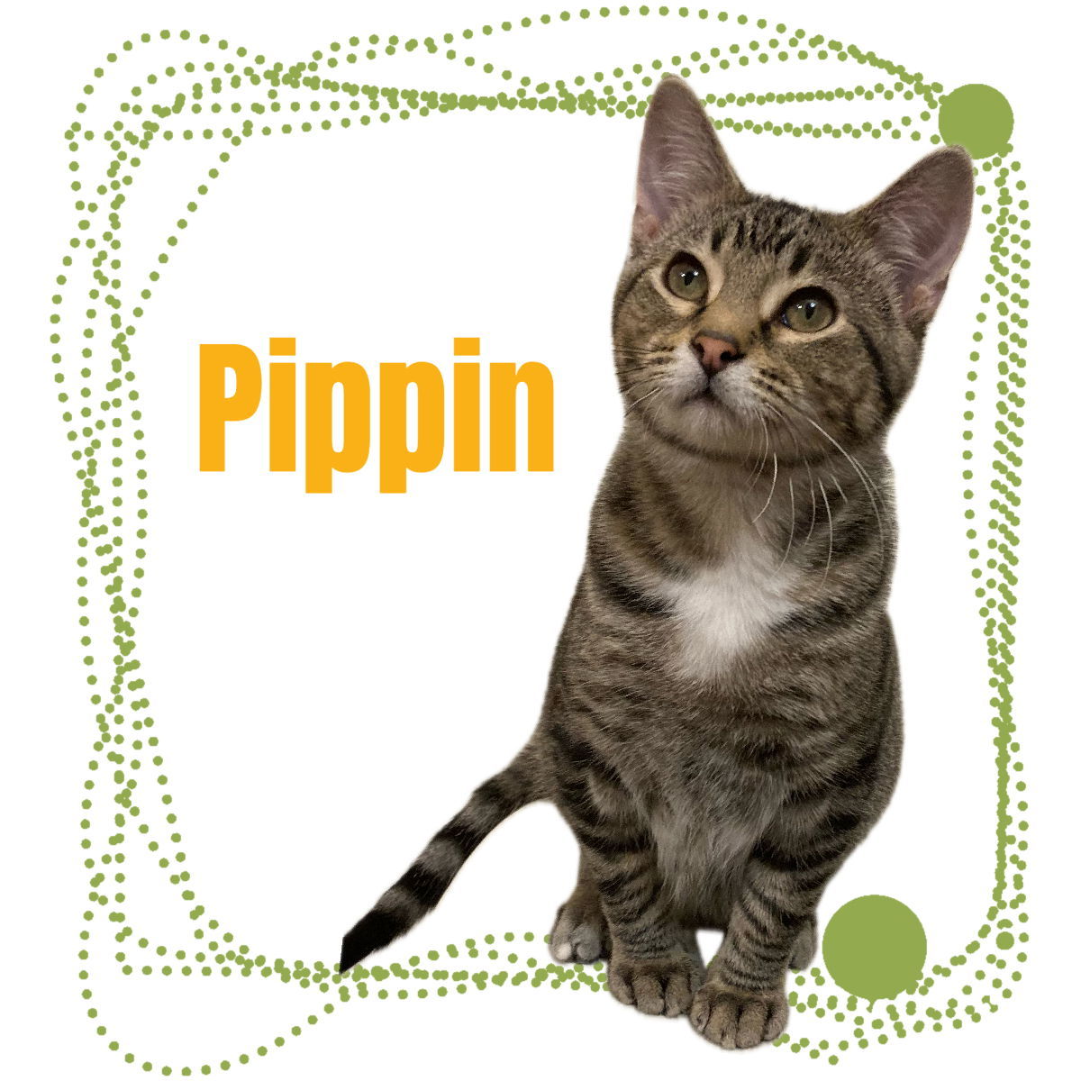 Pippin, an adoptable Tabby, Domestic Short Hair in Mankato, MN, 56001 | Photo Image 1