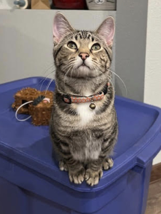 Pippin, an adoptable Tabby, Domestic Short Hair in Mankato, MN, 56001 | Photo Image 2