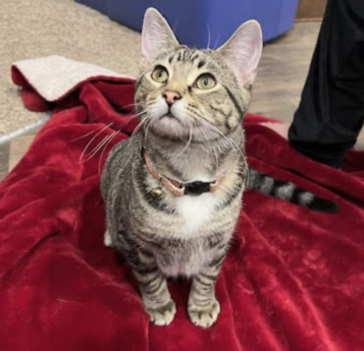 Pippin, an adoptable Tabby, Domestic Short Hair in Mankato, MN, 56001 | Photo Image 3