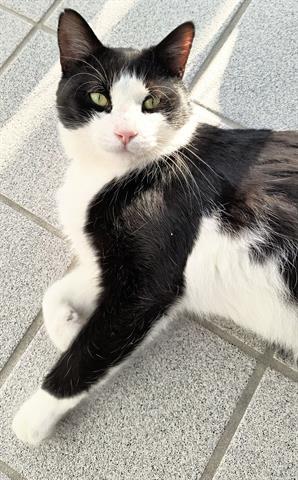 HARRY, Adult Male unknown