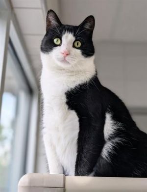 HARRY, Adult Male unknown