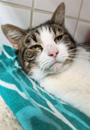 GINNY, Adult Female Domestic Short Hair