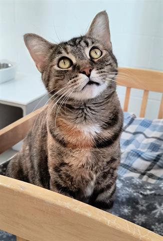 GABBY