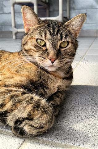 GABBY