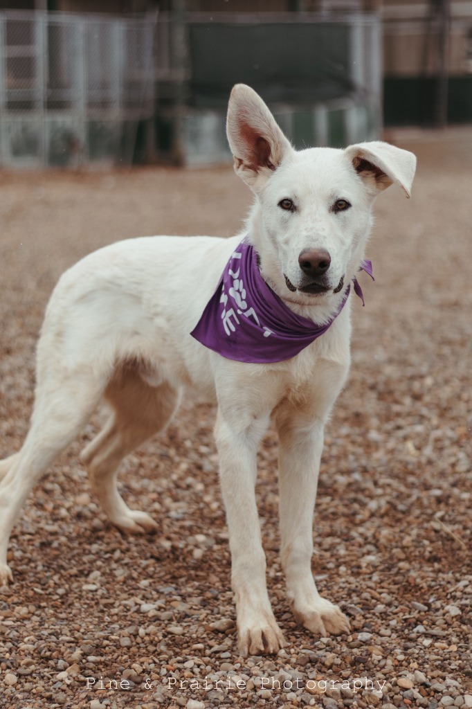 Major, an adoptable German Shepherd Dog in Hot Springs, SD, 57747 | Photo Image 1