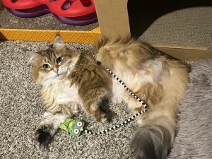Amber, Young Female Domestic Long Hair