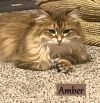 Amber photo 5