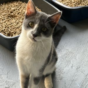 minx, Young Female American Shorthair