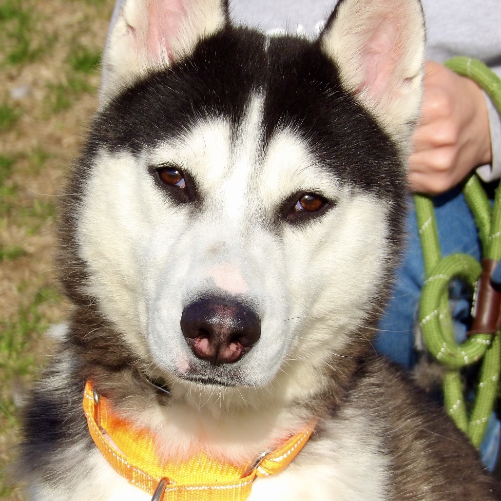 Kiko