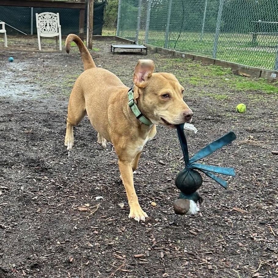 Avery (In Foster)
