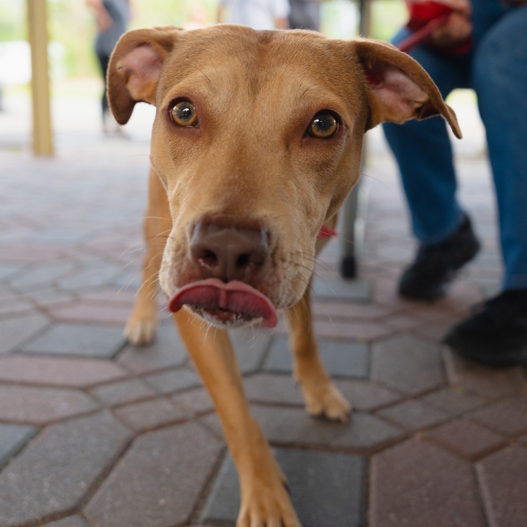 Avery (In Foster)
