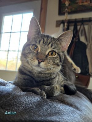 Anise, Young Female Domestic Short Hair