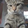 Anise photo 3