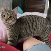 Anise photo 4