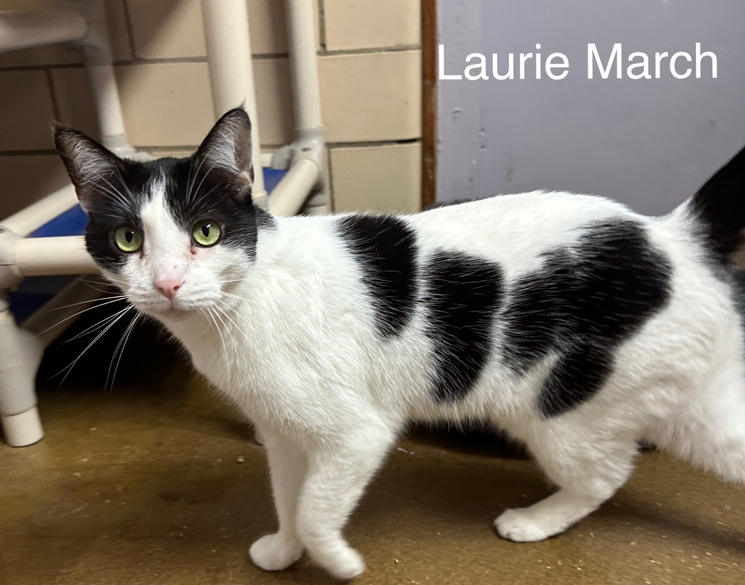 Laurie (Lawrence) March