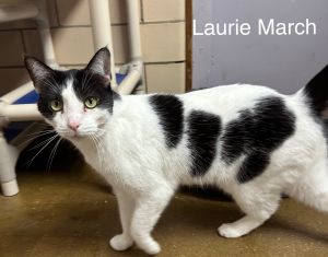 Laurie (Lawrence) March, Adult Male Domestic Short Hair