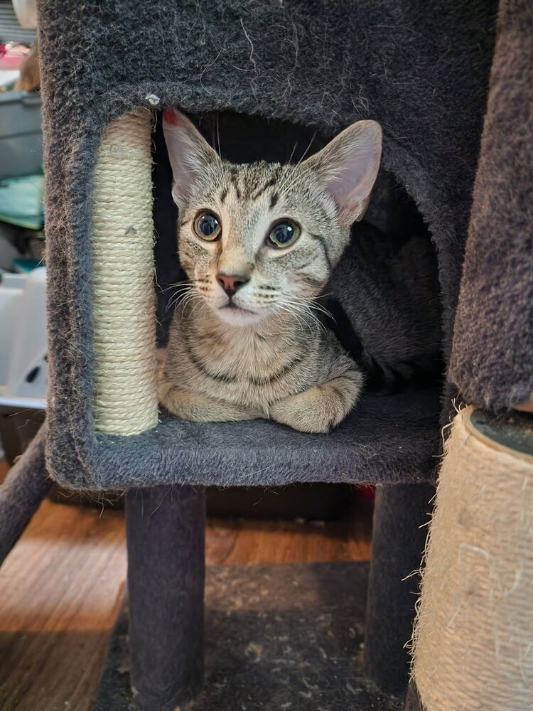Jett