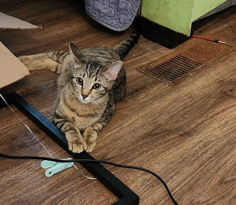Jasper (Tabby)