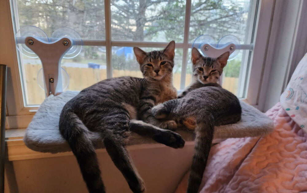 Jasper (Tabby)