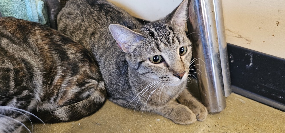 Jasper (Tabby)