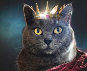 Grizelda aka Gracie, Adult Female Russian Blue