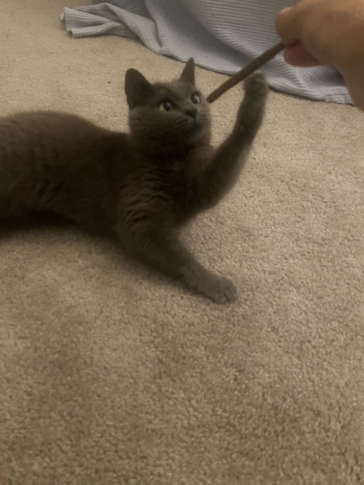 Grizelda aka Gracie
