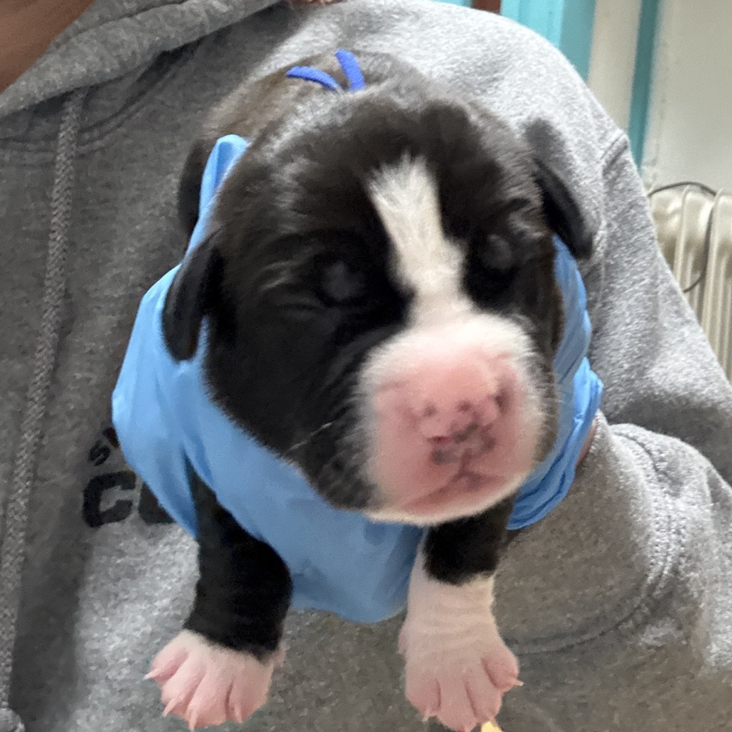 Earnie (Blue)