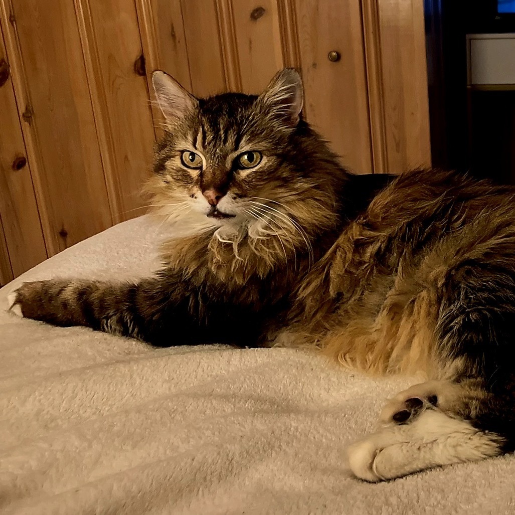 Kittie