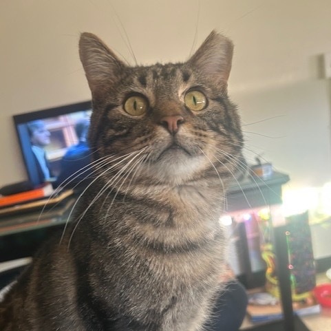 Tonka