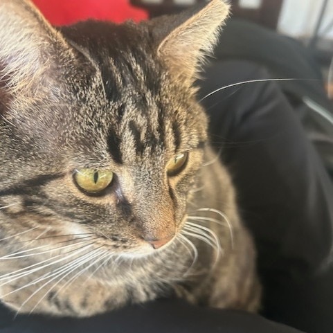 Tonka