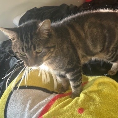 Tonka