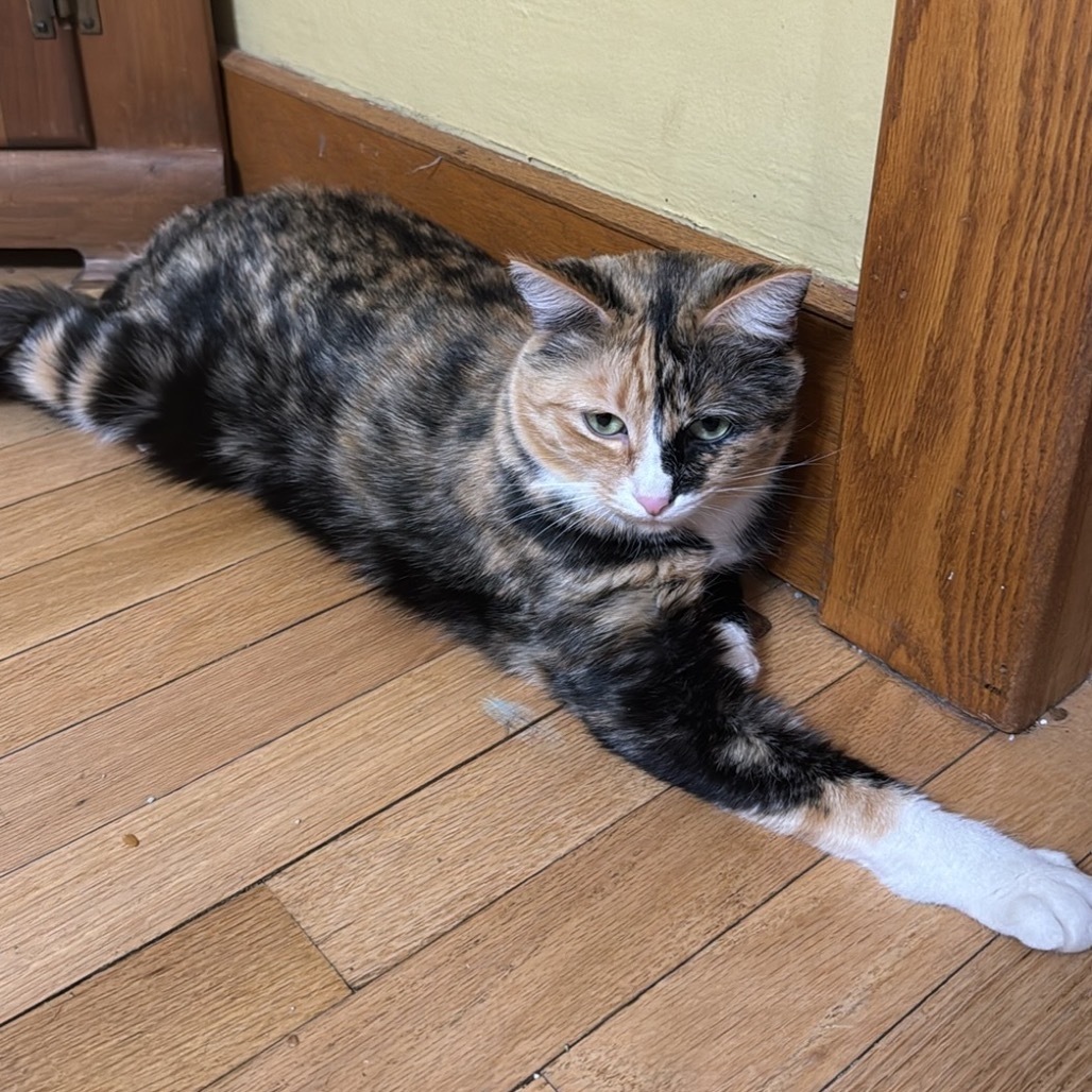 PJ