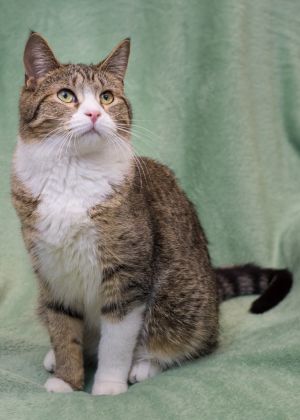 Mimosa, Young Female Domestic Short Hair