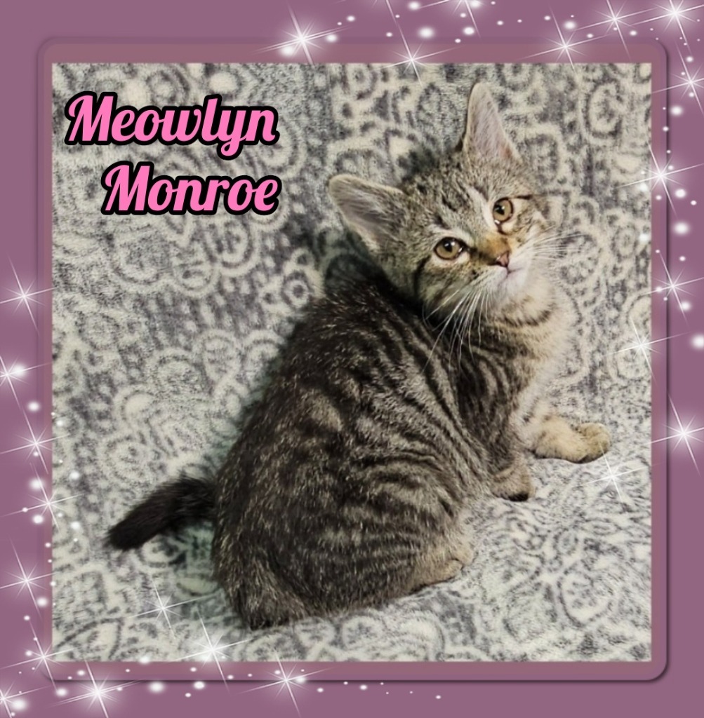 Meowlyn Monroe