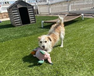 You can fill out an adoption application online on our official websiteMeet Hutch - The Feisty Fli