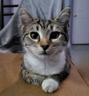 Nadia is a beautiful white and tabby sweetheart who knows exactly how to win your heart hint it in