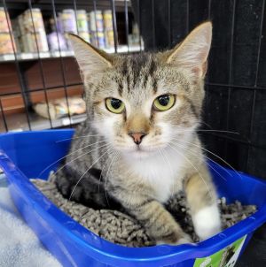 Meet Indica the sweetest little tabby and white baby youll ever meet Born around 10042024 this
