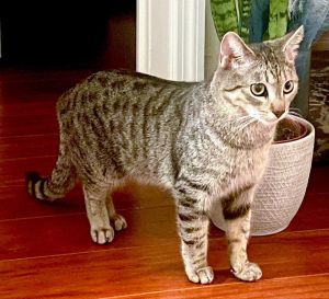 Timmy, Adult Male Tabby