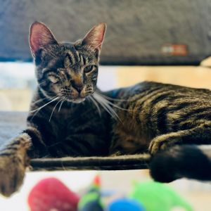 Spirit Domestic Short Hair Cat