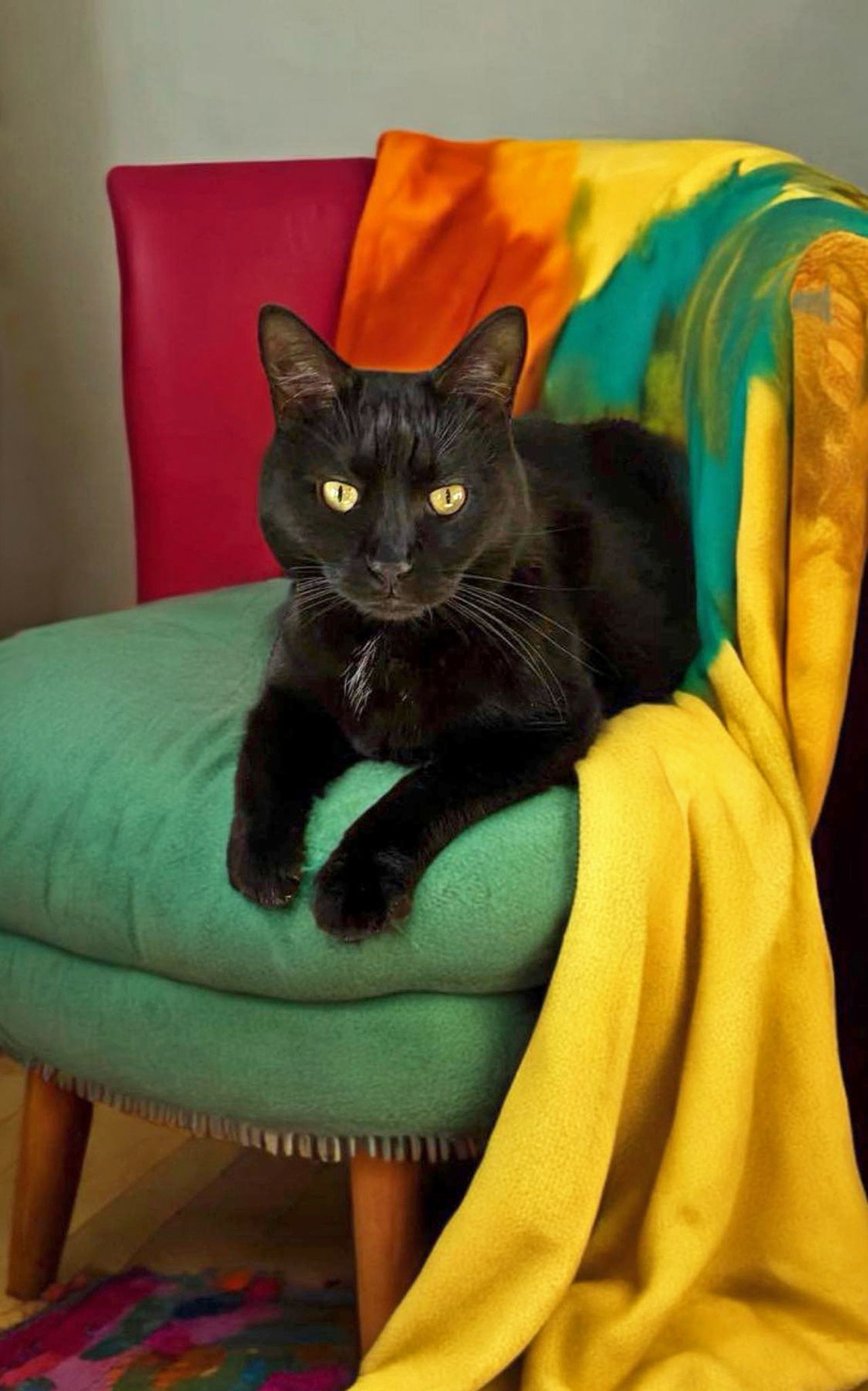 Puss Cat