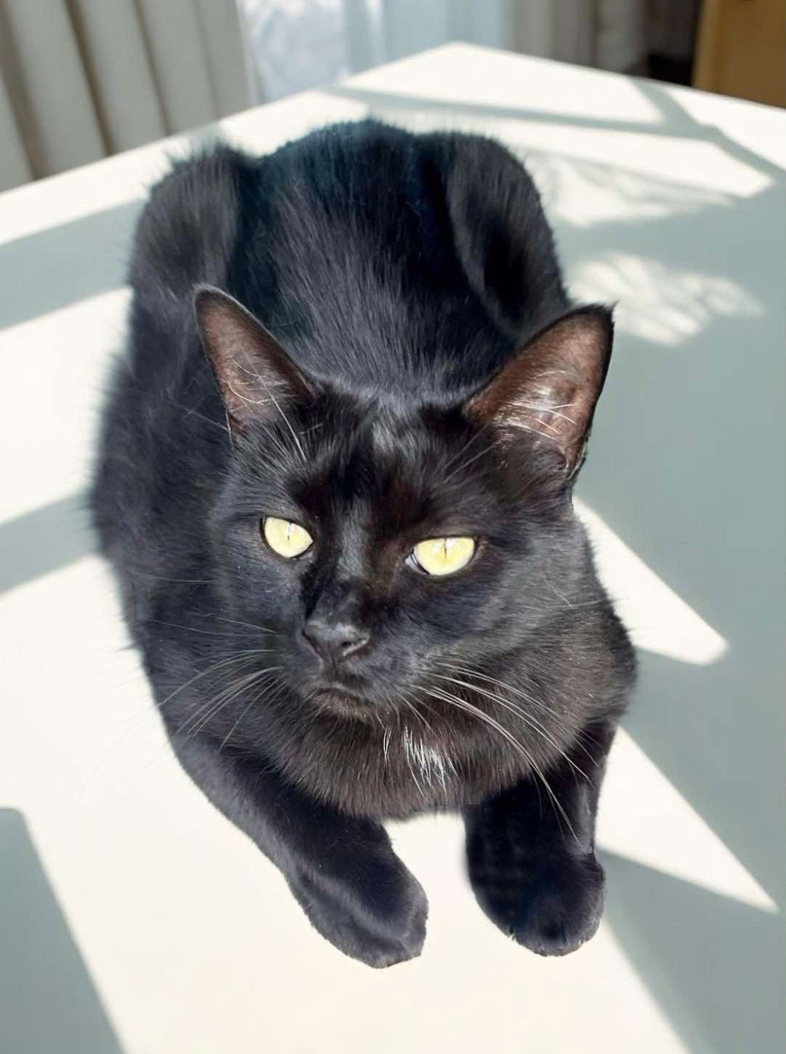 Puss Cat