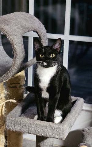 Gretchen, Young Female Tuxedo
