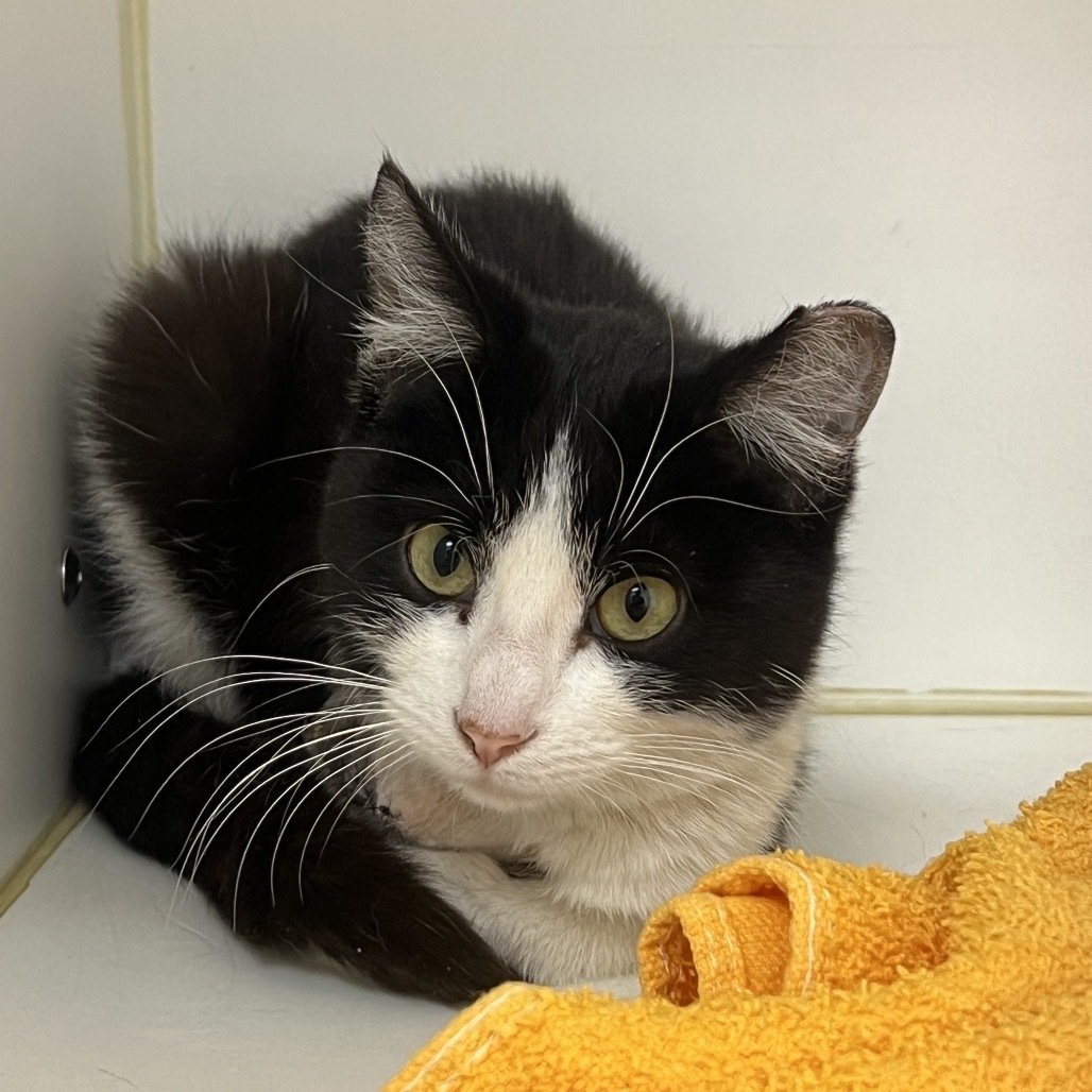 36 Inches (Pogo), an adoptable Domestic Short Hair in Phoenix, AZ, 85086 | Photo Image 1