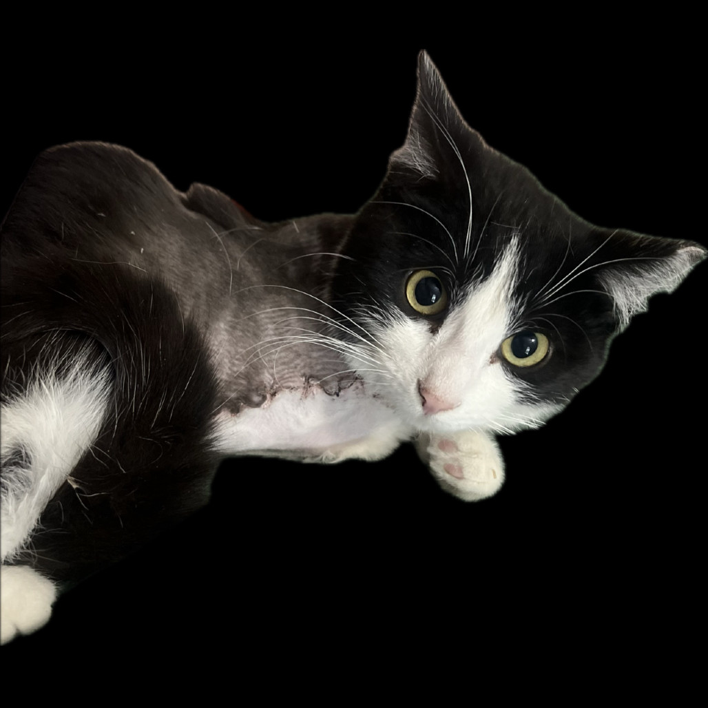 36 Inches (Pogo), an adoptable Domestic Short Hair in Phoenix, AZ, 85086 | Photo Image 1