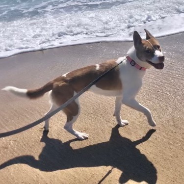 Nala